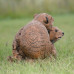 Wildcrete Dassie Pair